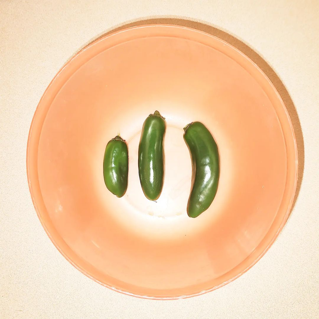 My first jalapeños!